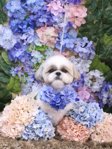 20250610みたらしちゃん